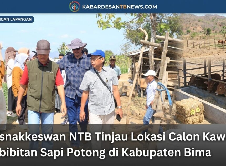 Kadisnakkeswan NTB Tinjau Lokasi Calon Kawasan Pembibitan Sapi Potong di Kabupaten Bima