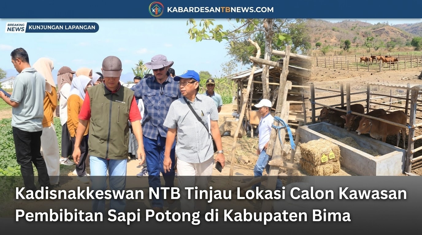 Kadisnakkeswan NTB Tinjau Lokasi Calon Kawasan Pembibitan Sapi Potong di Kabupaten Bima